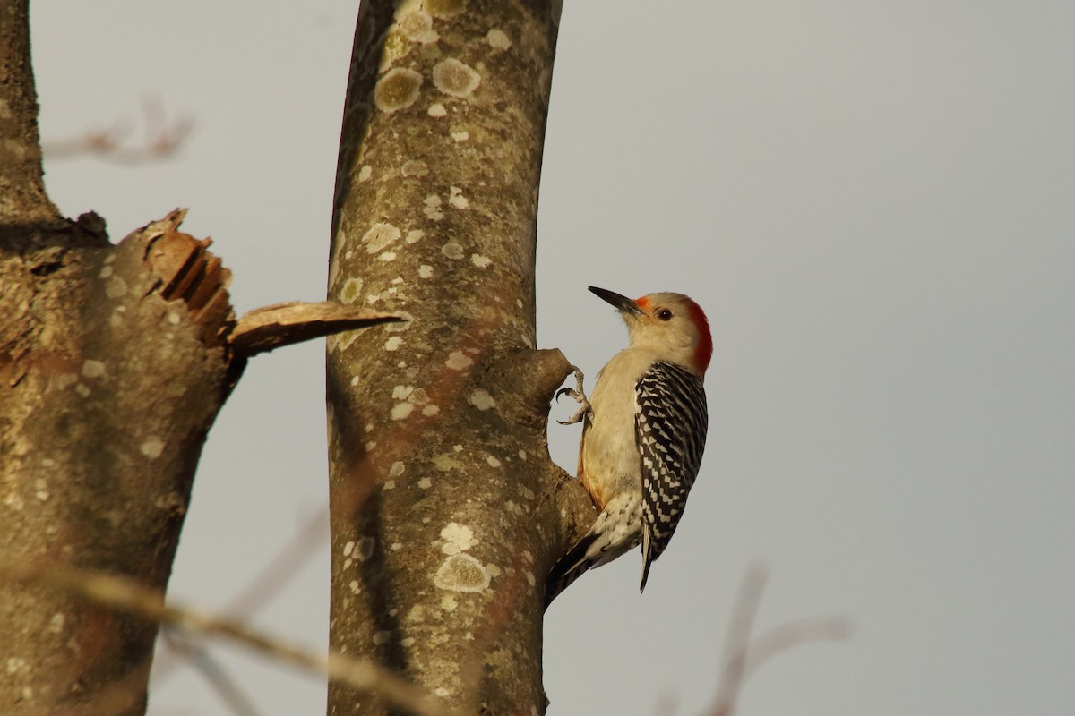 Red-bellied Woodpecker - ML318725871
