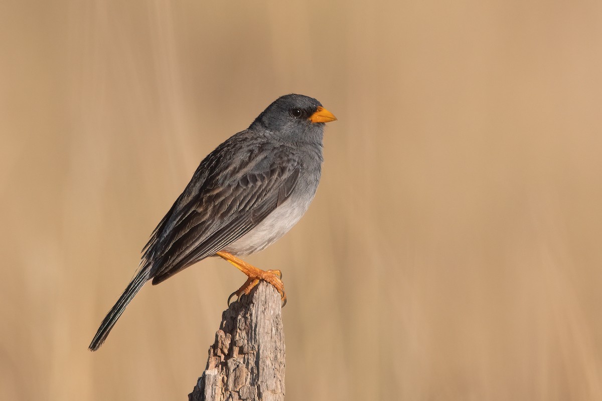 Band-tailed Sierra Finch - Pablo Re