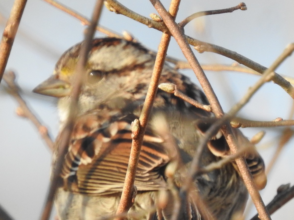 White-throated Sparrow - ML318728171