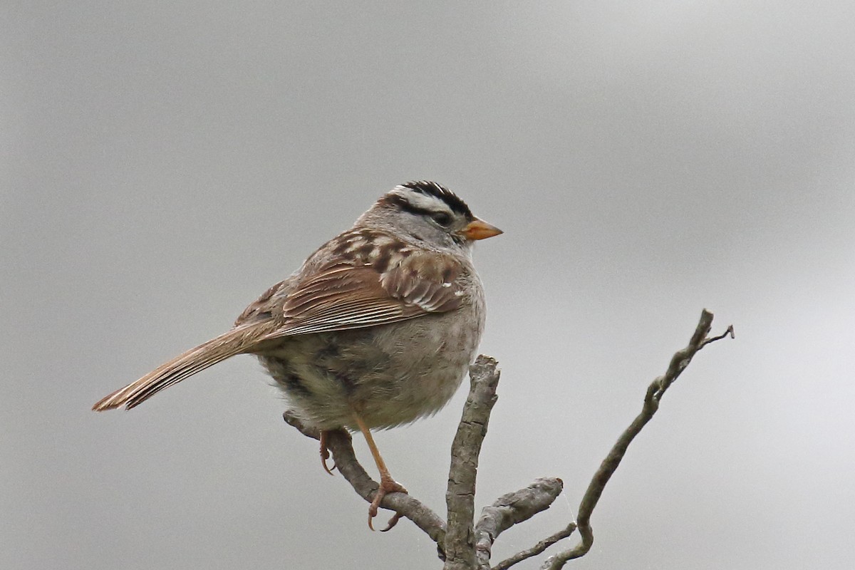 White-crowned Sparrow - Joe Wing