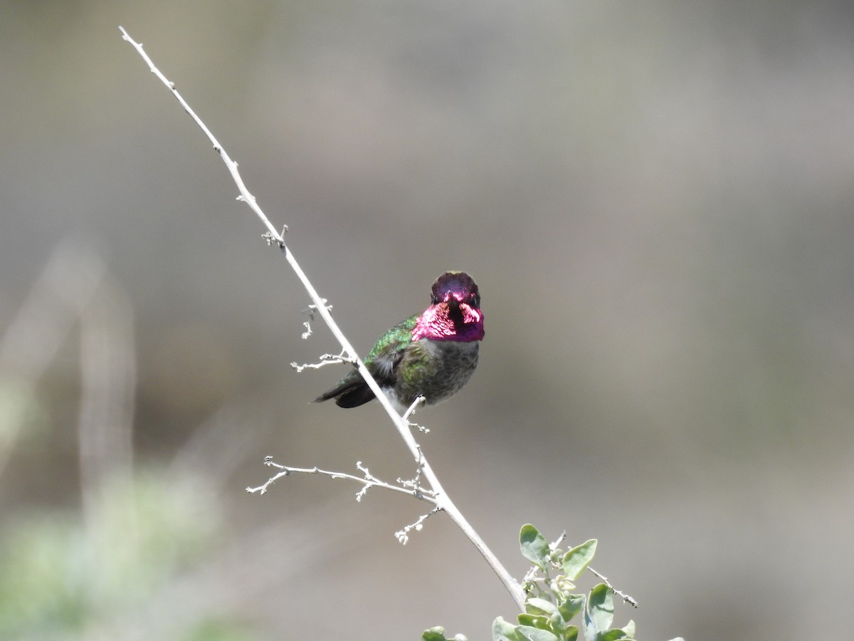 Anna's Hummingbird - ML318731981