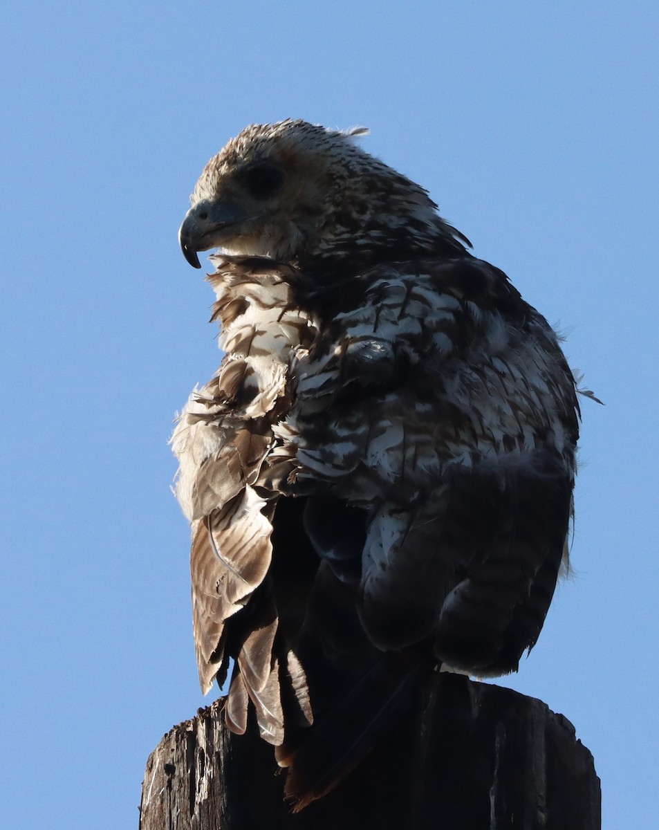 Red-tailed Hawk - Duane Mortensen
