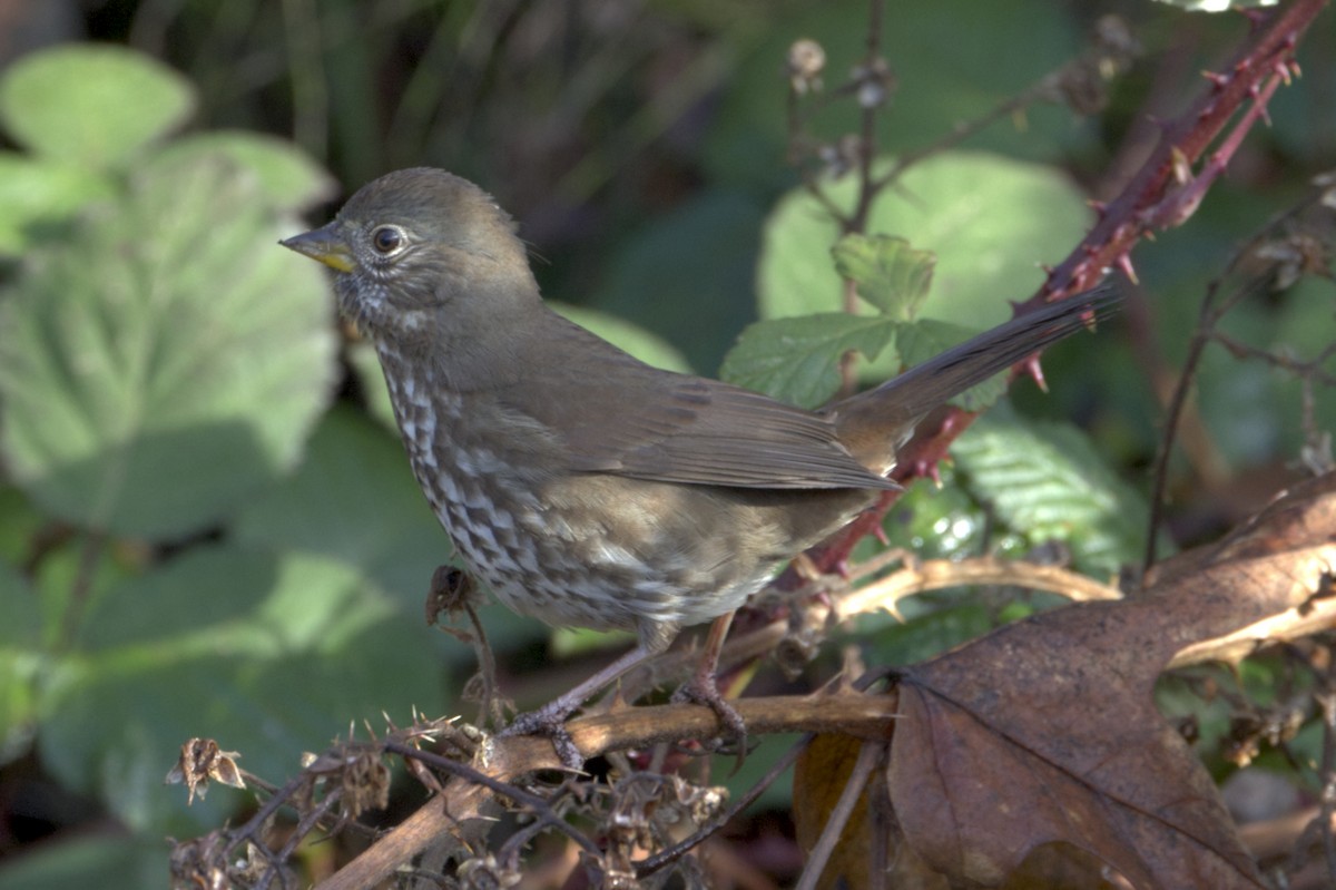 Fox Sparrow (Sooty) - ML318735021