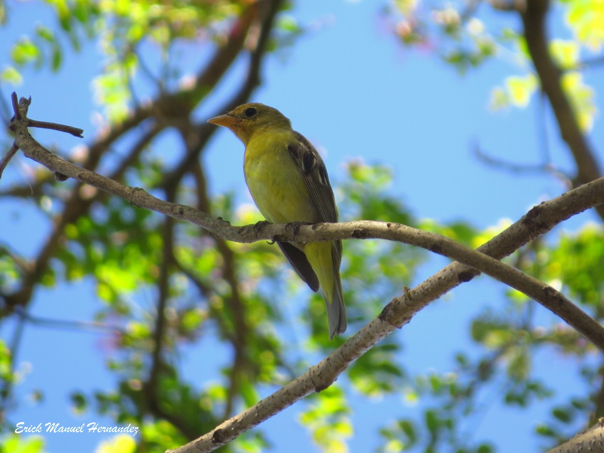 Western Tanager - ML318735051