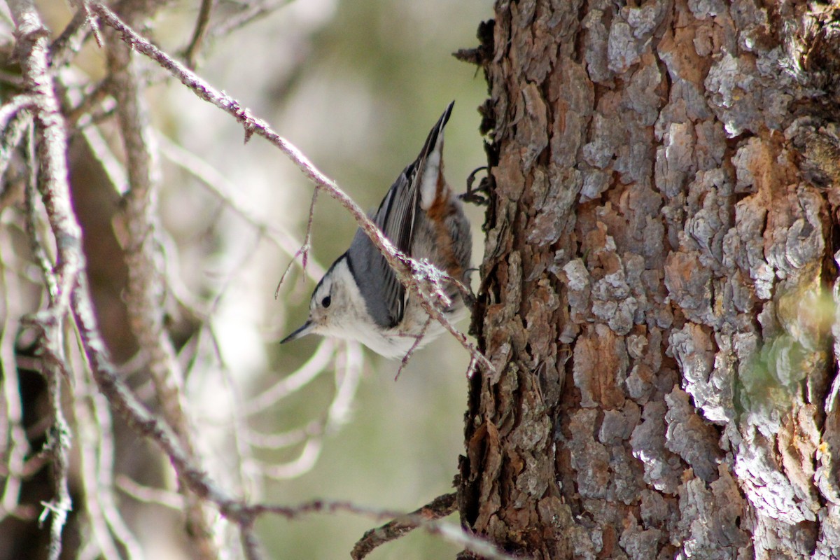 White-breasted Nuthatch - ML318742561