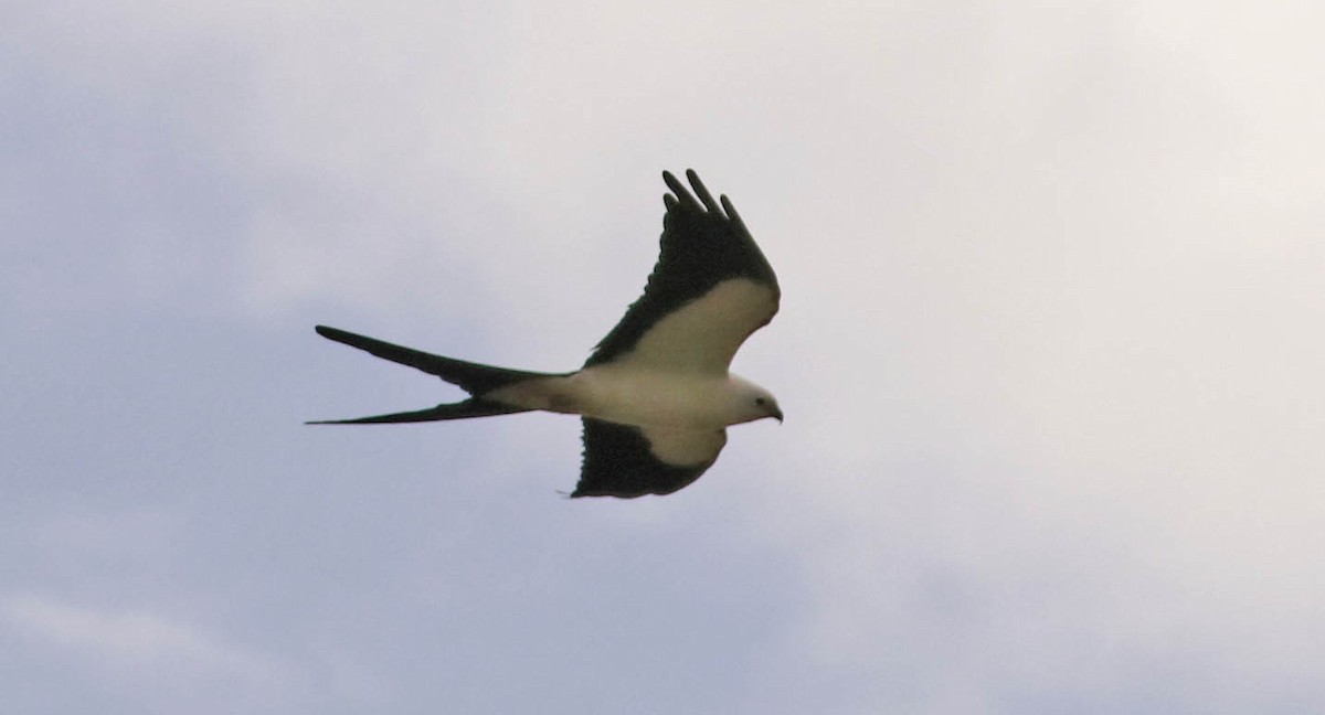 Swallow-tailed Kite - ML318744441