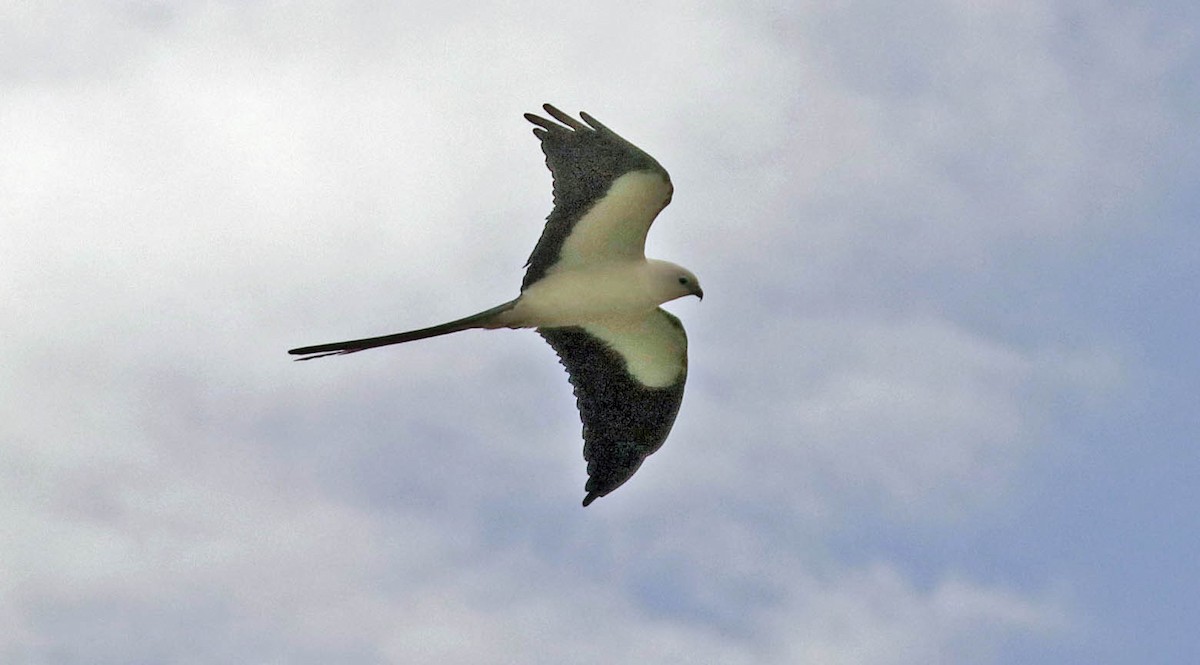 Swallow-tailed Kite - ML318744731