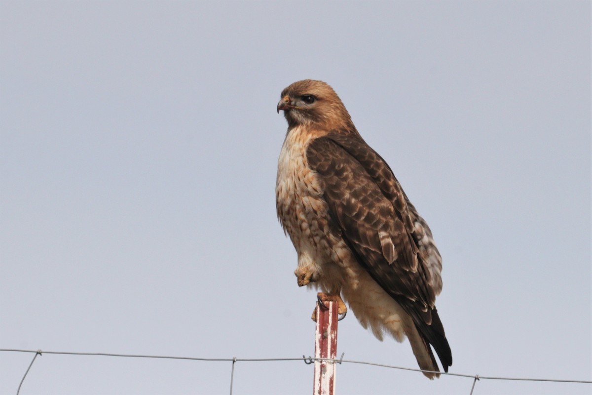 Red-tailed Hawk - ML318751401