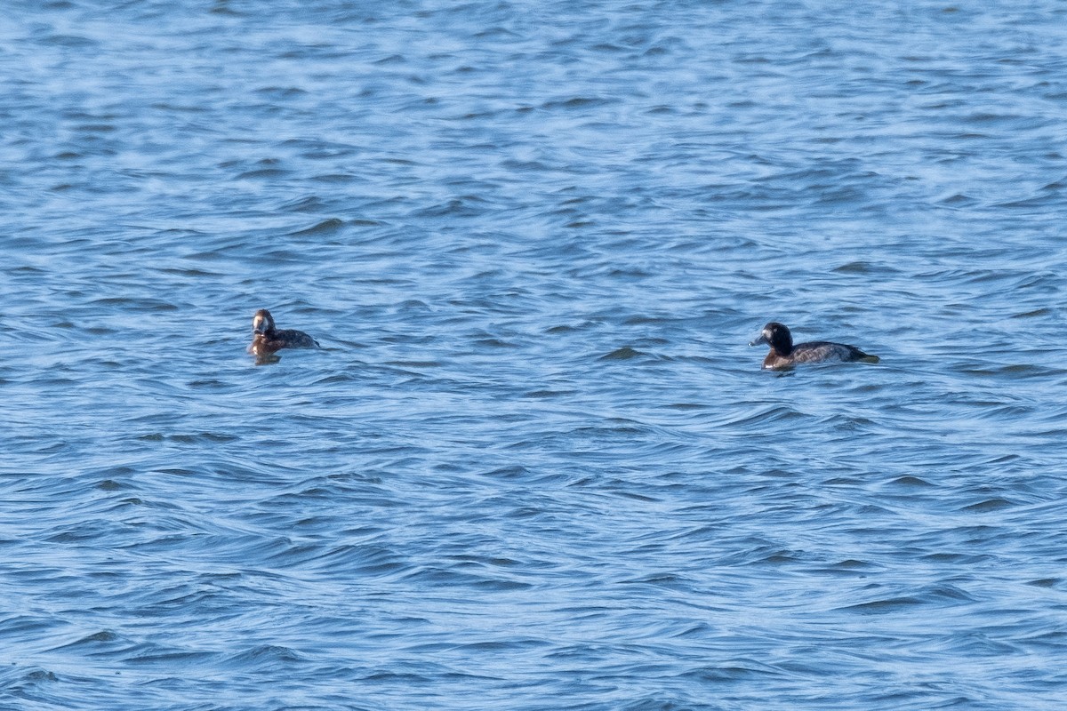 Greater Scaup - ML318753671