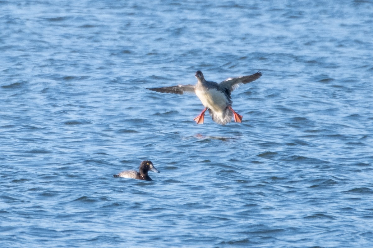 Greater Scaup - ML318753701