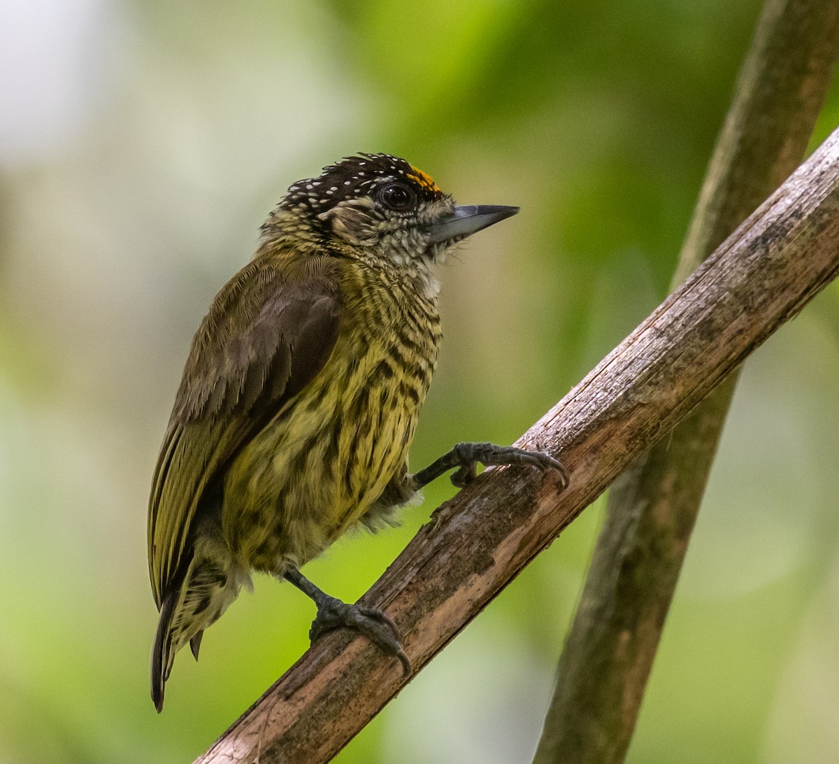 Bar-breasted Piculet - ML318758531