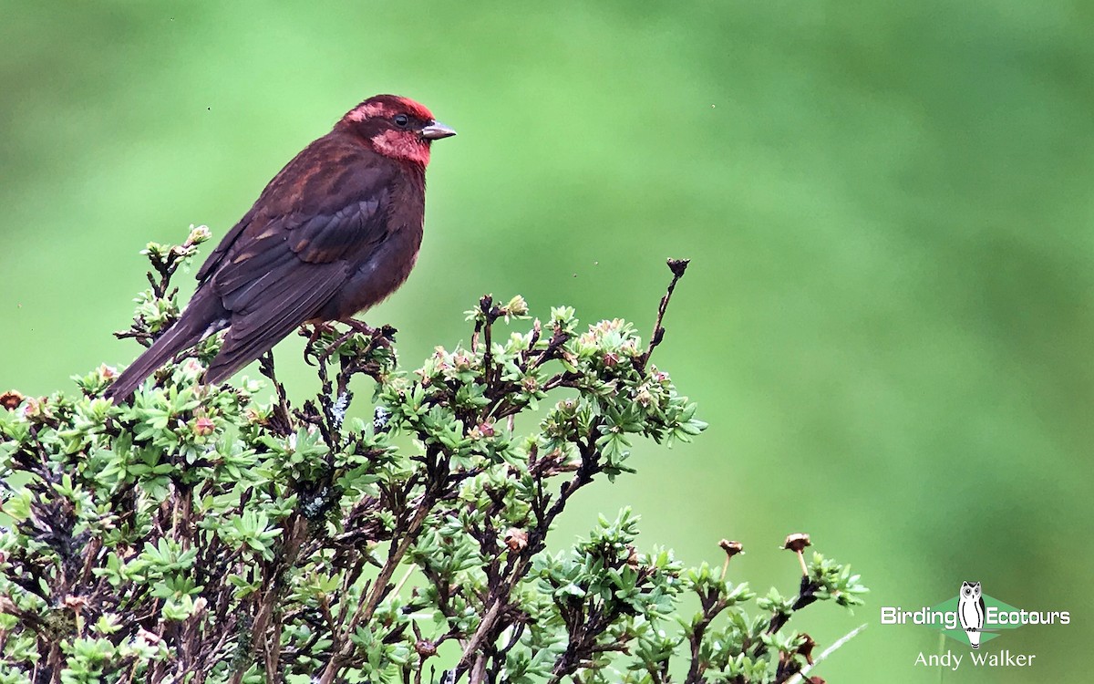 Dark-breasted Rosefinch - Andy Walker - Birding Ecotours