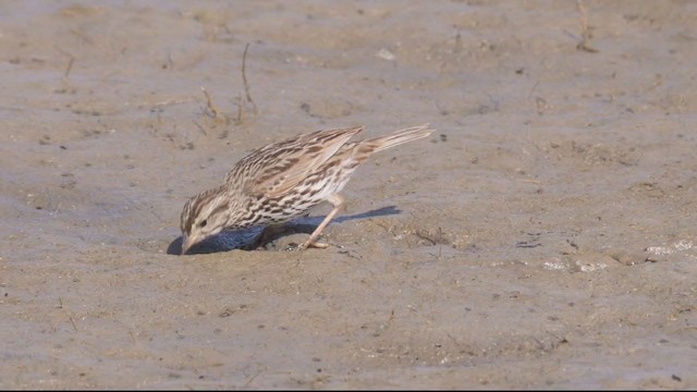 Savannah Sparrow (Belding's) - ML318769261