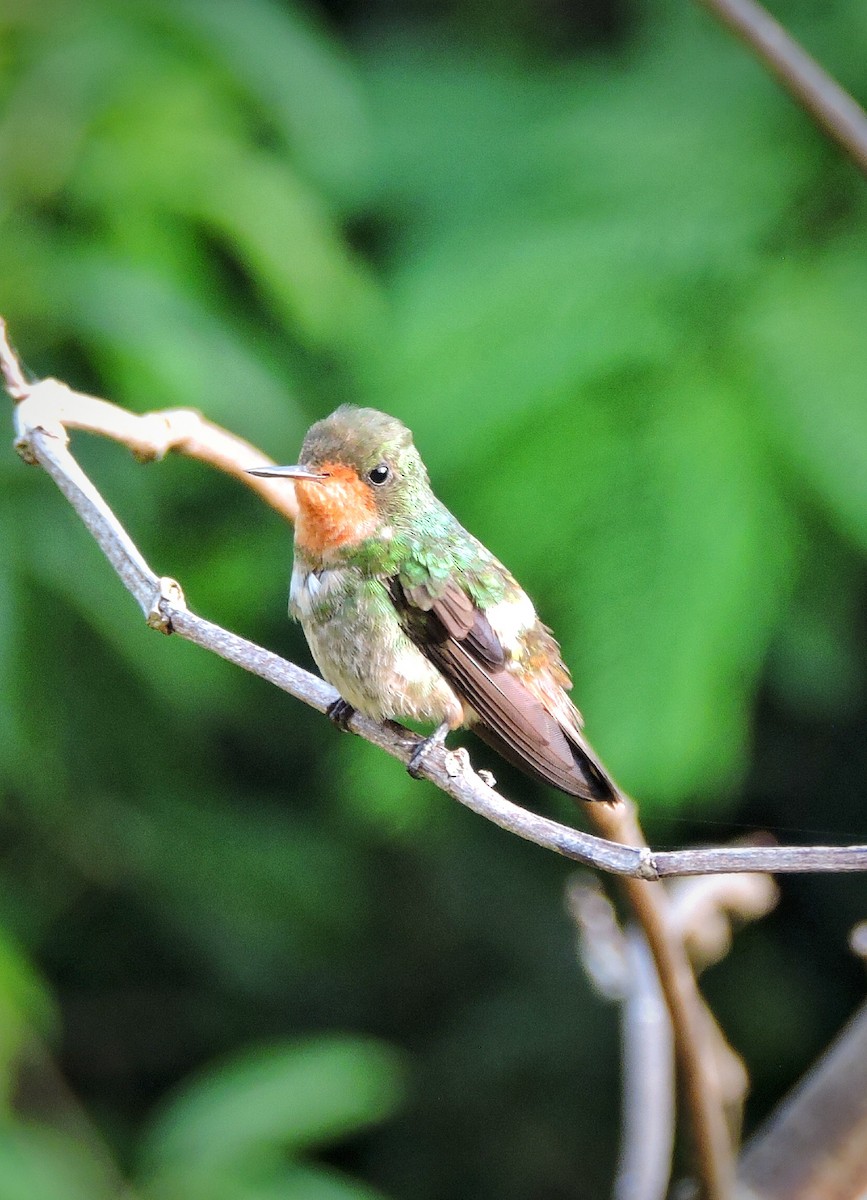Frilled Coquette - ML318771741