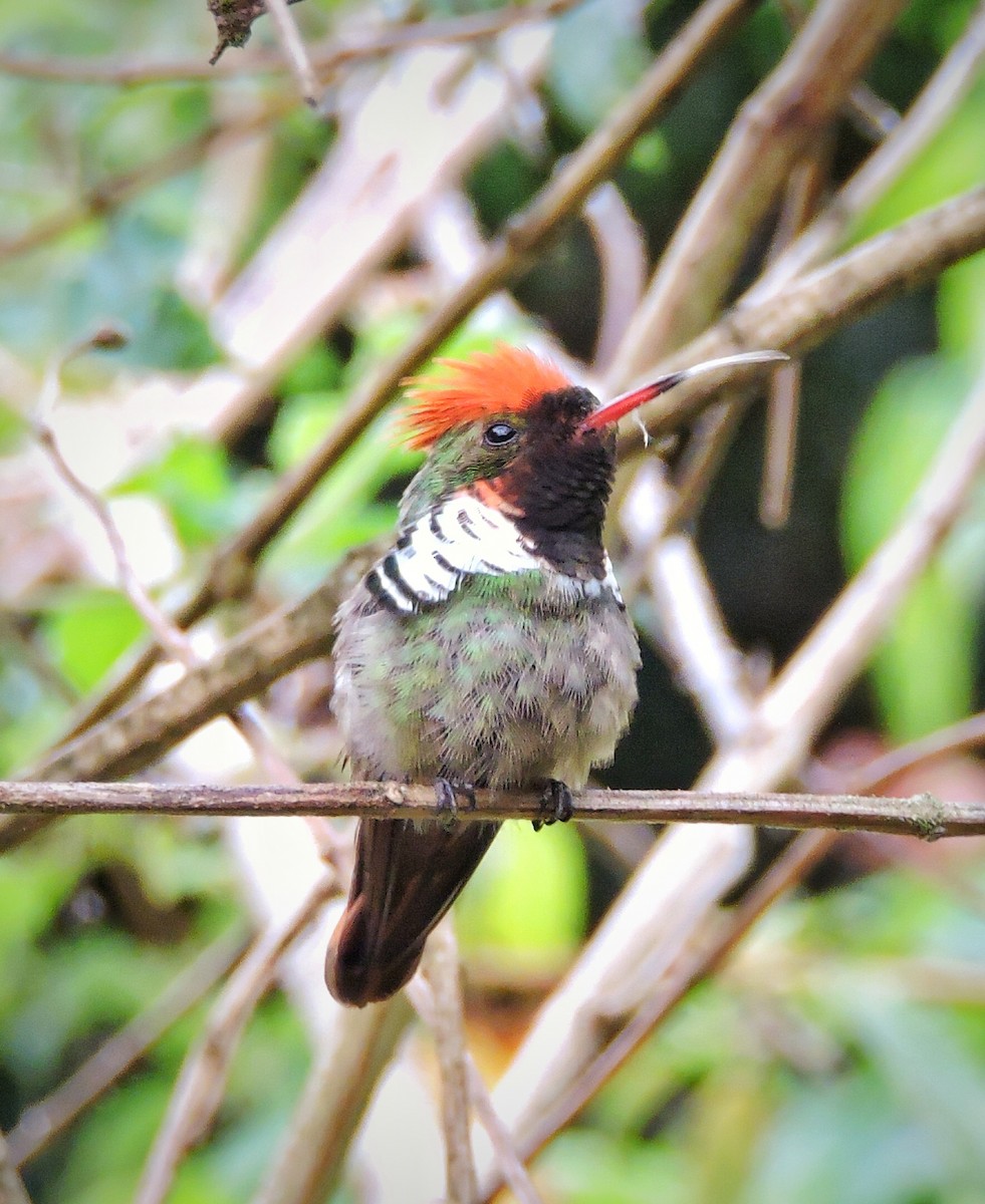 Frilled Coquette - ML318771751
