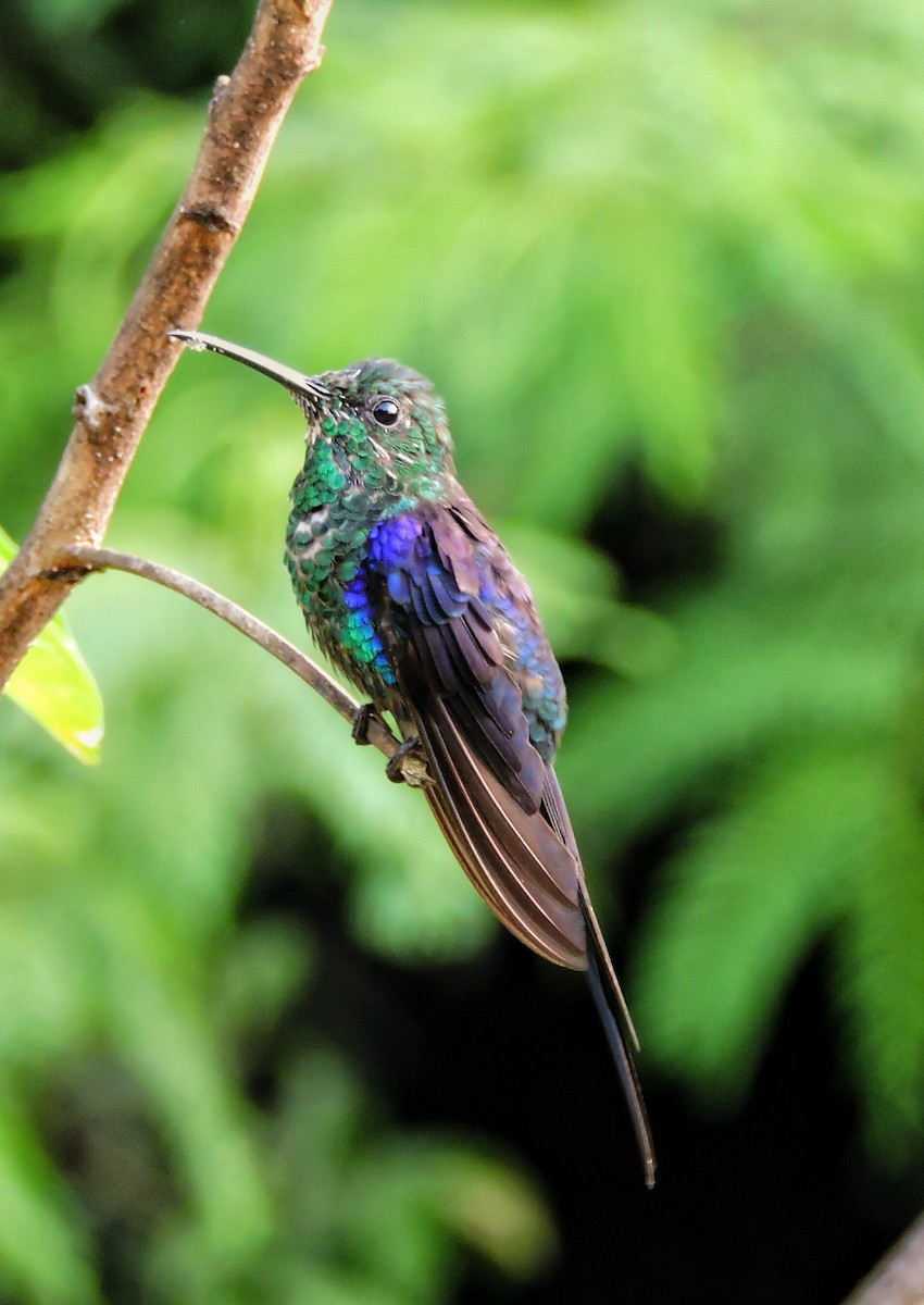 kolibřík pralesní - ML318772061