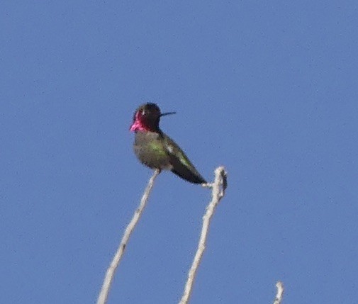 Anna's Hummingbird - Kimberly Beck
