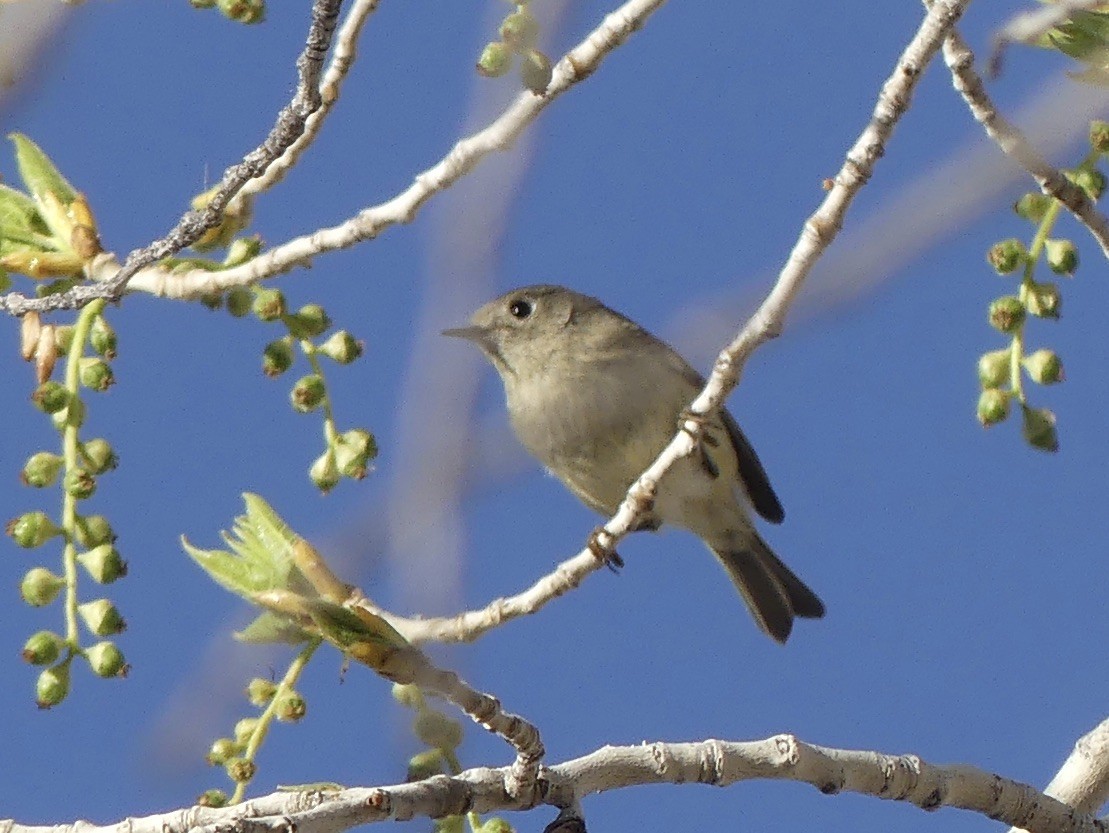 Ruby-crowned Kinglet - Kimberly Beck