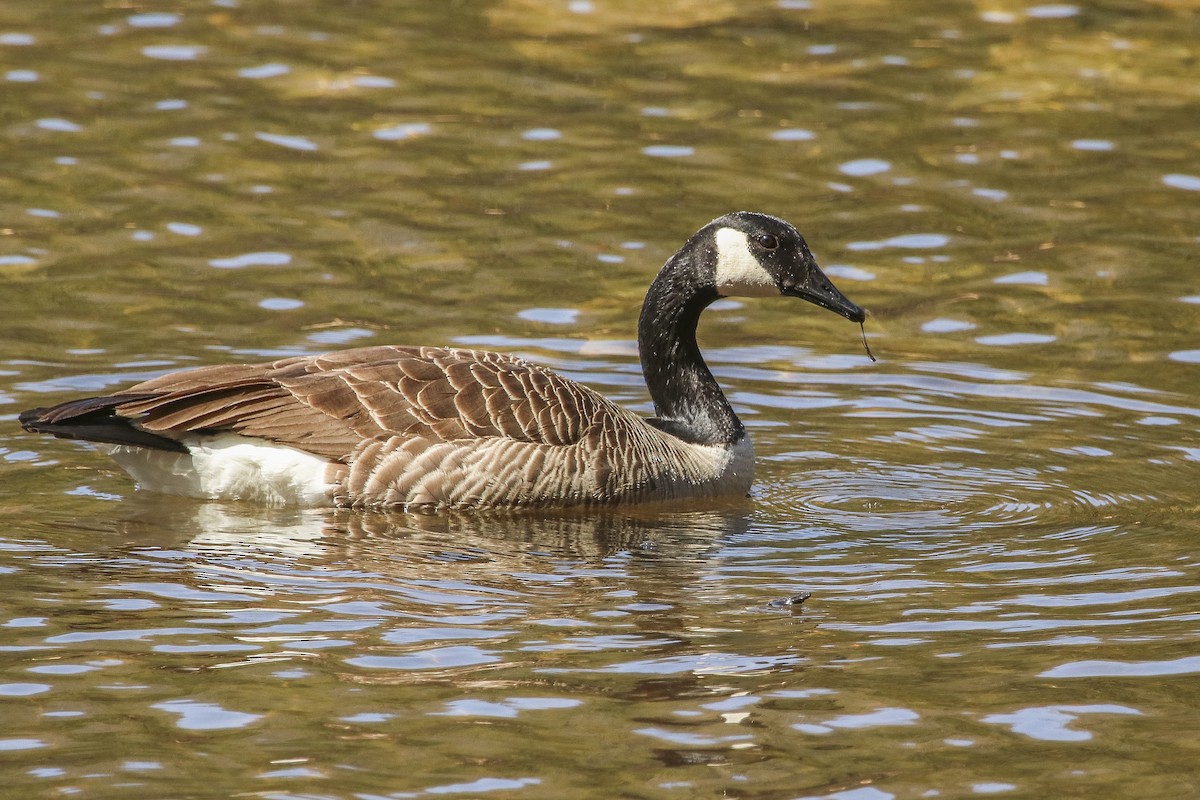 Canada Goose - Jefferson Shank