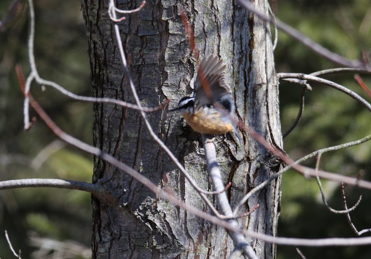 Red-breasted Nuthatch - ML318776041