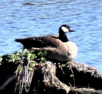 Cackling/Canada Goose - Herbert King