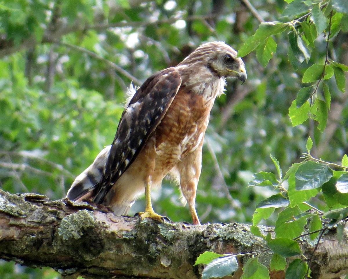Red-shouldered Hawk - Pam Campbell