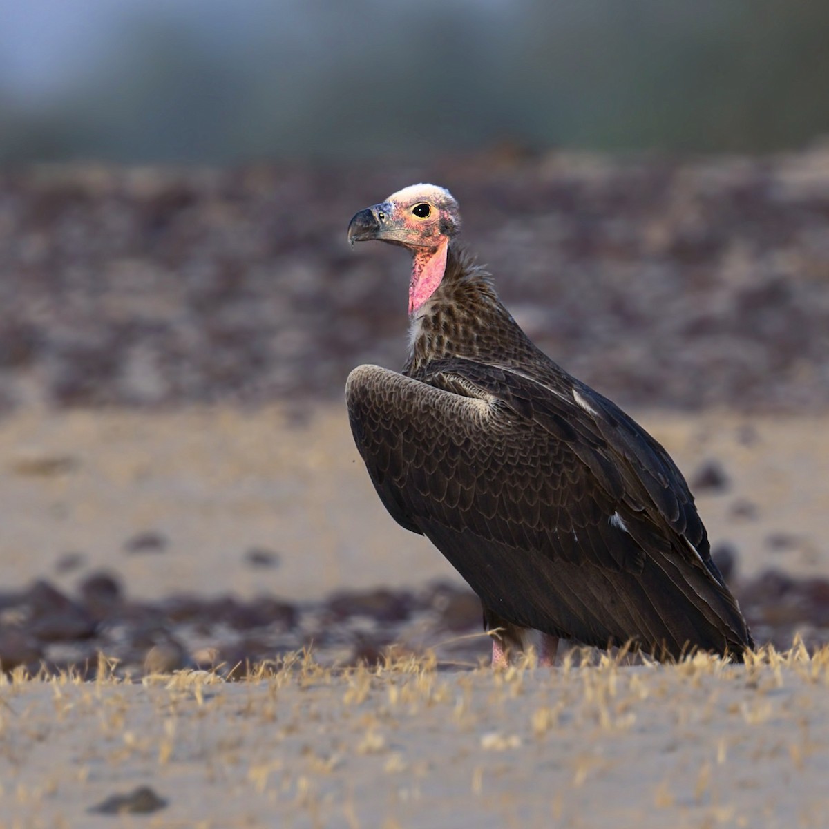 Red-headed Vulture - Harish Thangaraj
