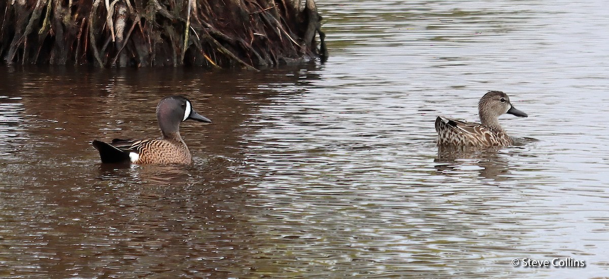 Blue-winged Teal - ML318792221