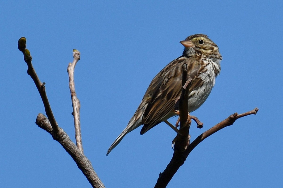 Savannah Sparrow - ML318792801