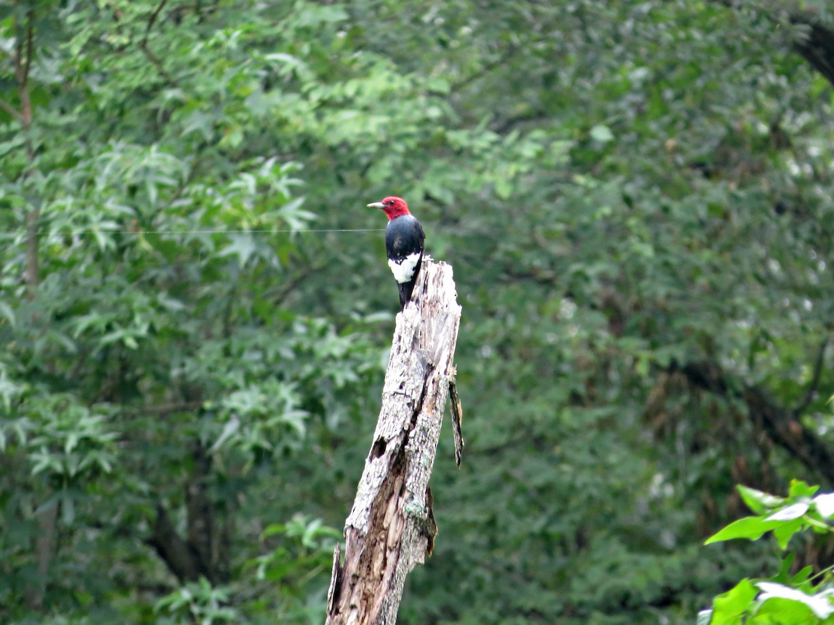 Red-headed Woodpecker - ML31879351