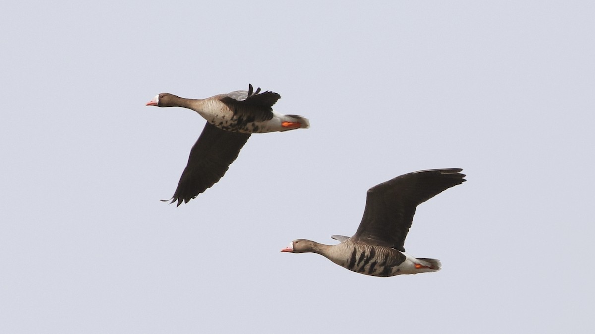 Greater White-fronted Goose - ML318798231