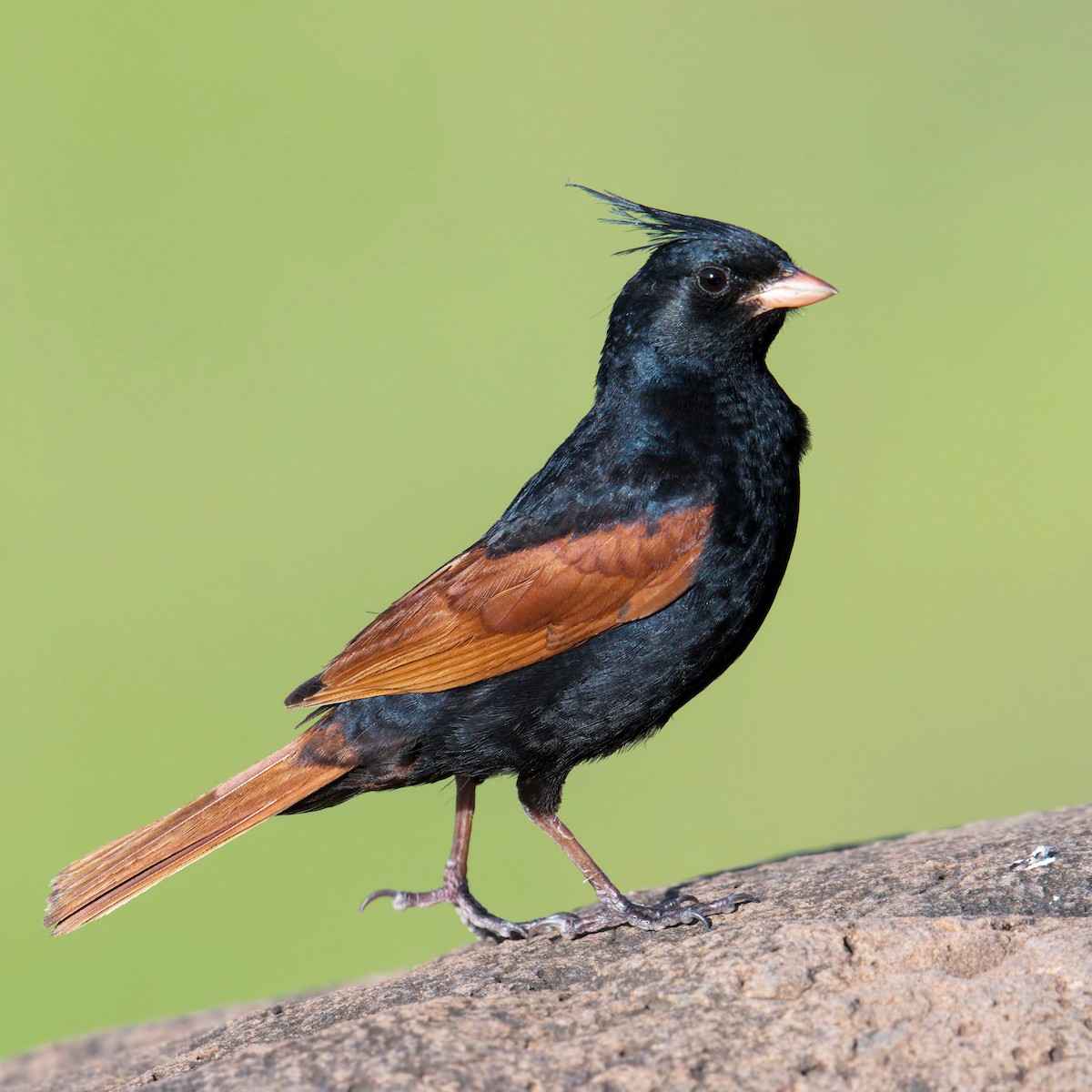 Crested Bunting - ML318801461