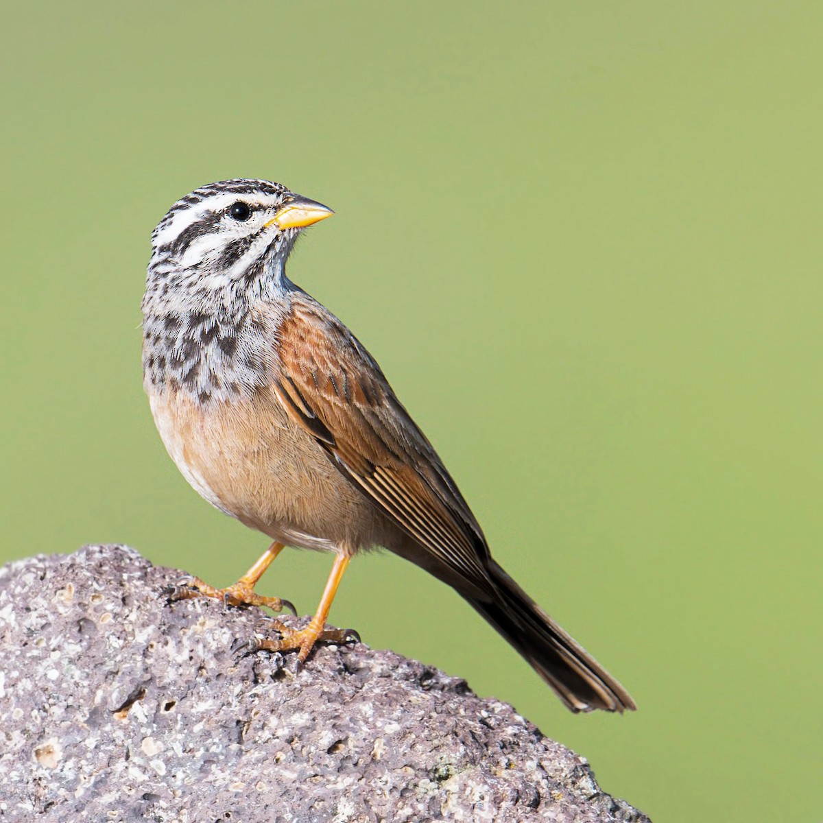 Striolated Bunting - ML318801561