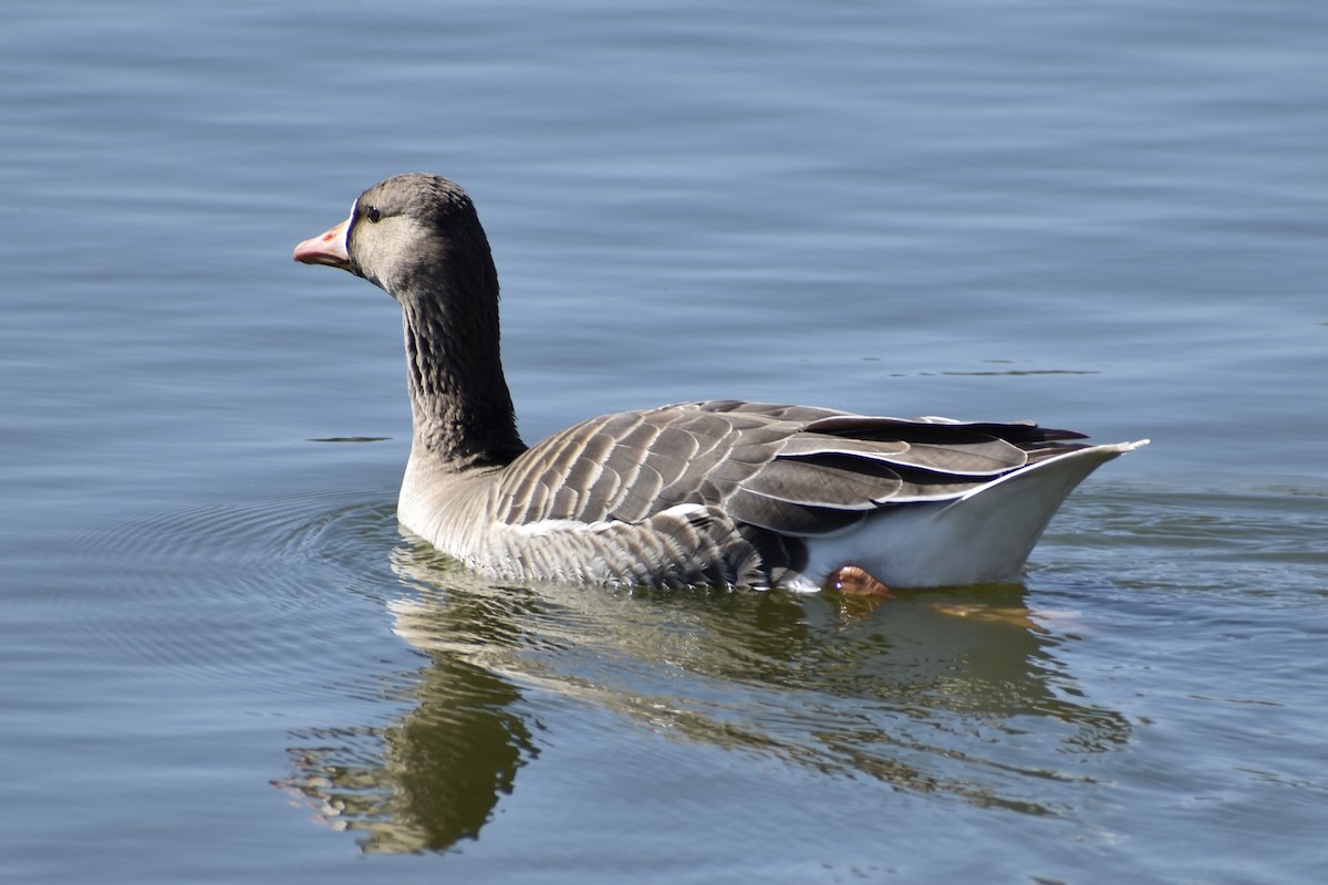 Greater White-fronted Goose - ML318802561