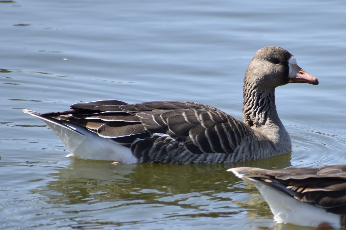 Greater White-fronted Goose - ML318802571