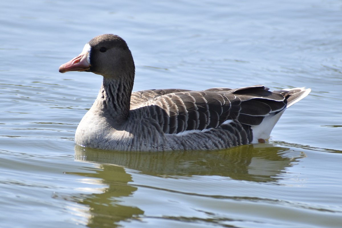 Greater White-fronted Goose - ML318802581