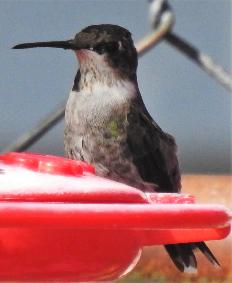 Black-chinned Hummingbird - ML318803051