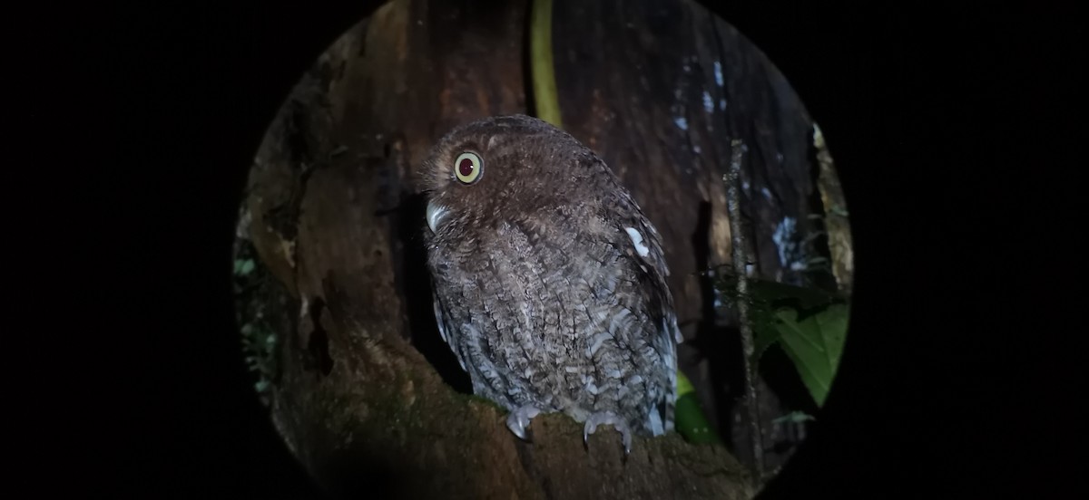 Middle American Screech-Owl - Anthony Arce