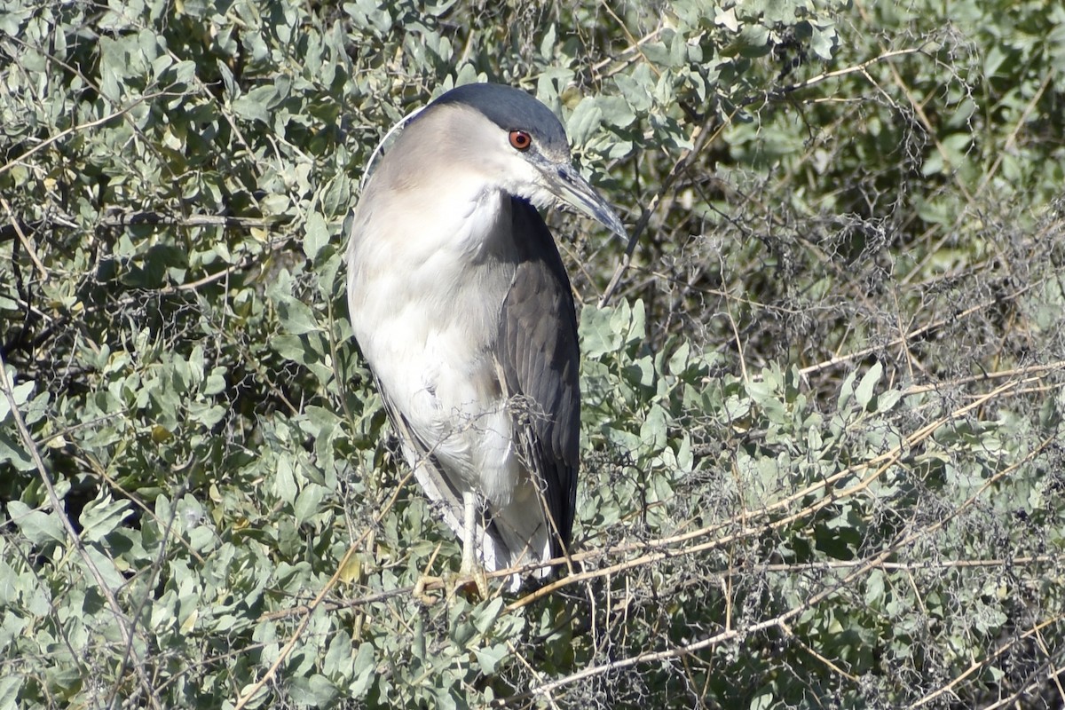 Black-crowned Night Heron - Michelle Thurber