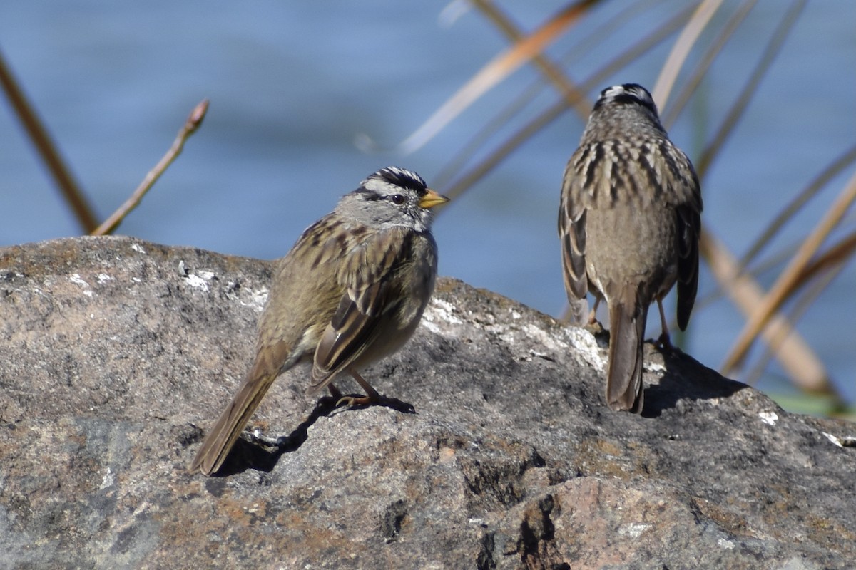 White-crowned Sparrow - ML318804951