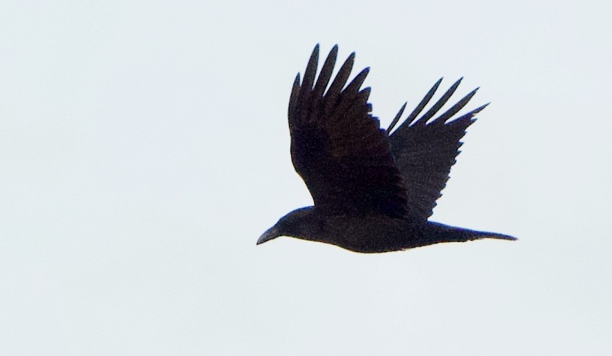 Common Raven - ML318806141