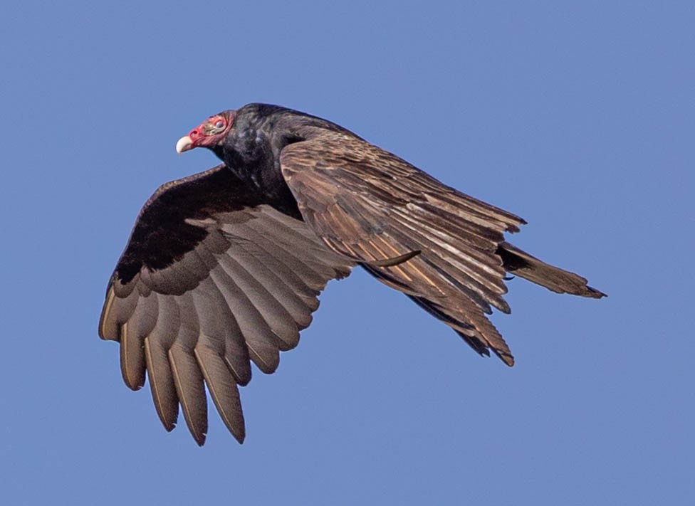 Turkey Vulture - ML318806771