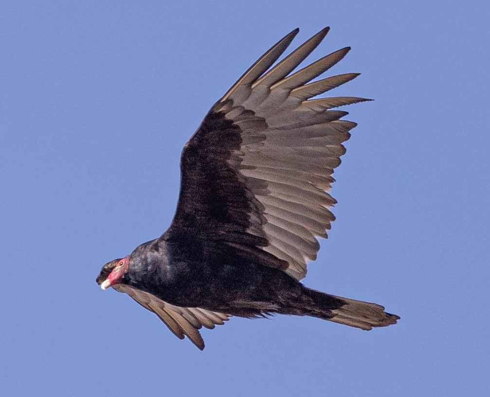 Turkey Vulture - ML318806781
