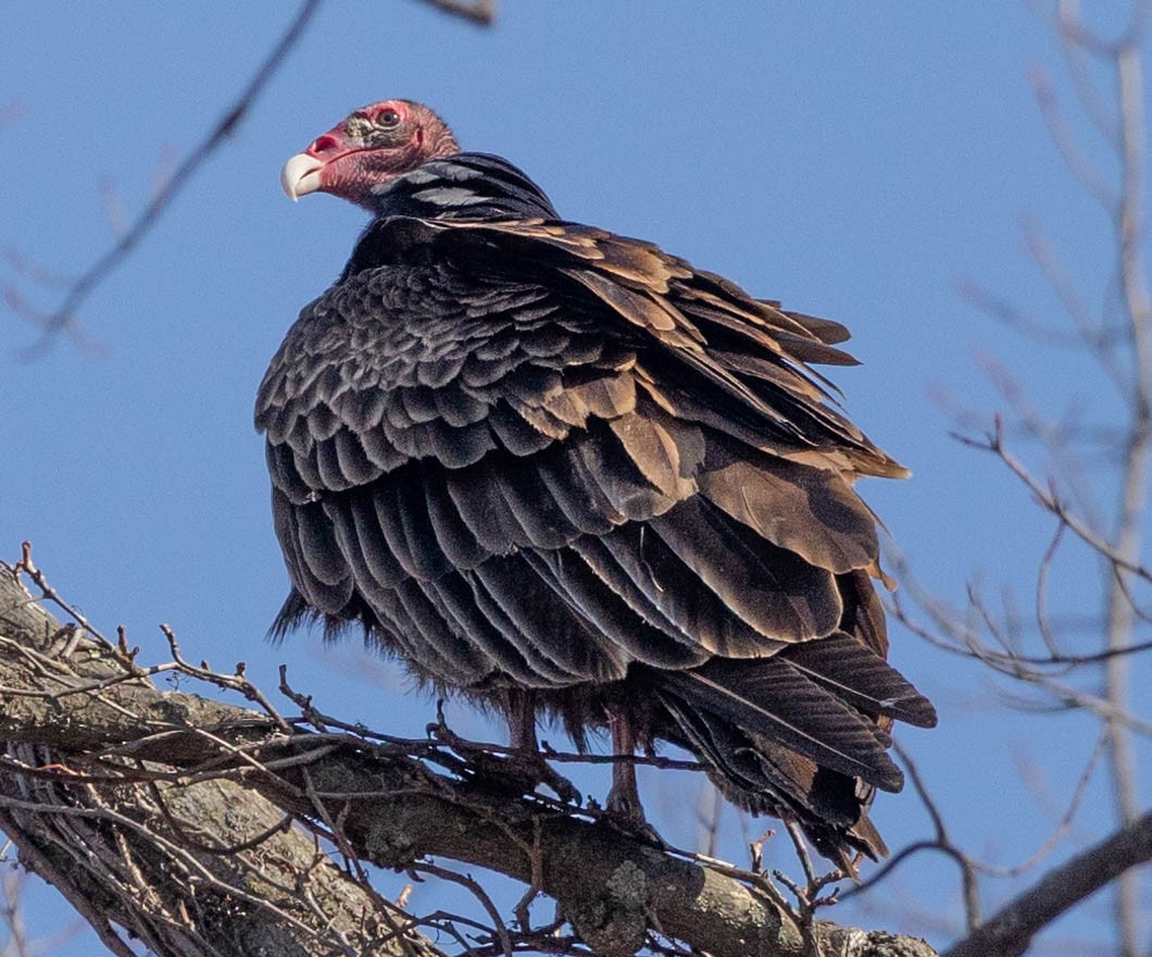 Turkey Vulture - ML318806891