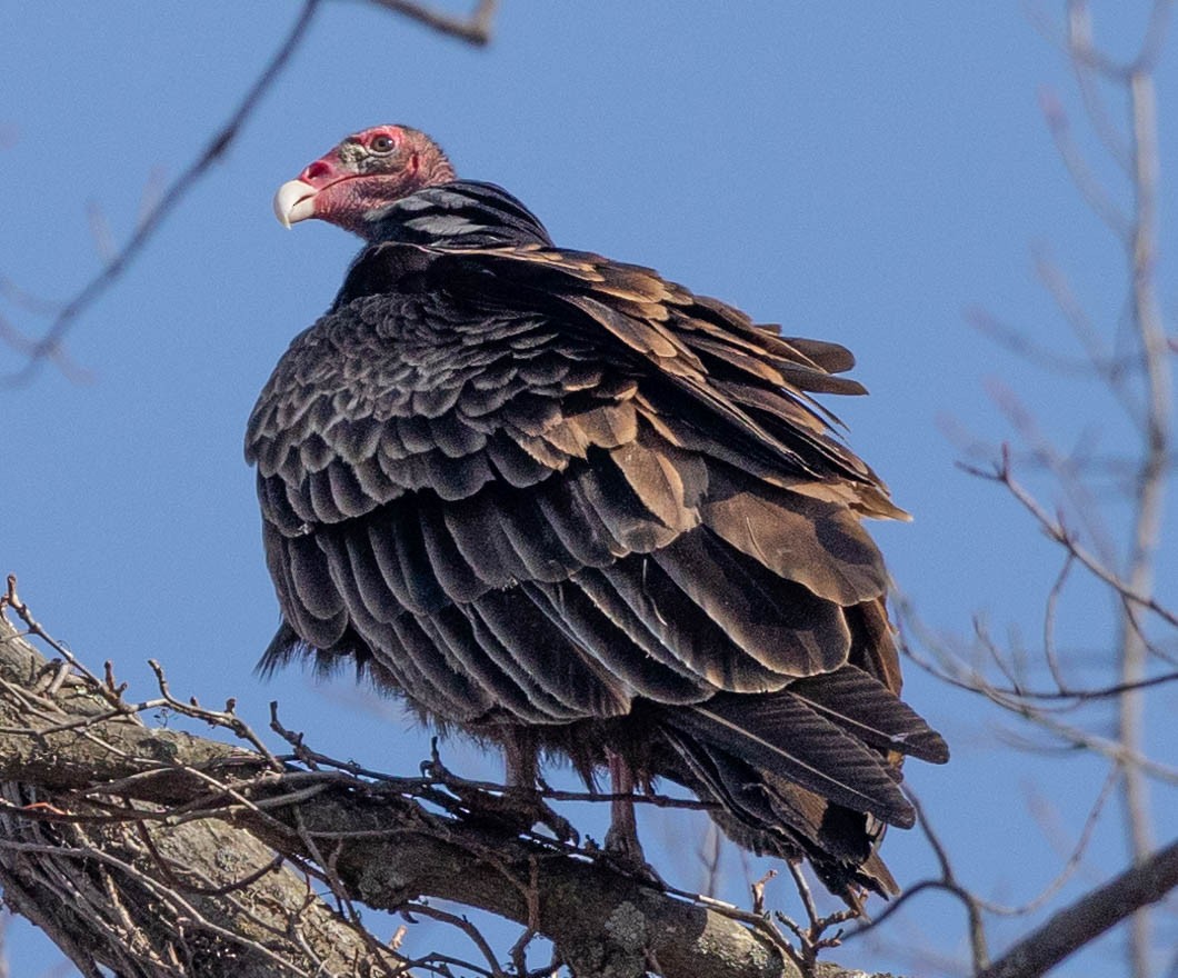 Turkey Vulture - ML318808311