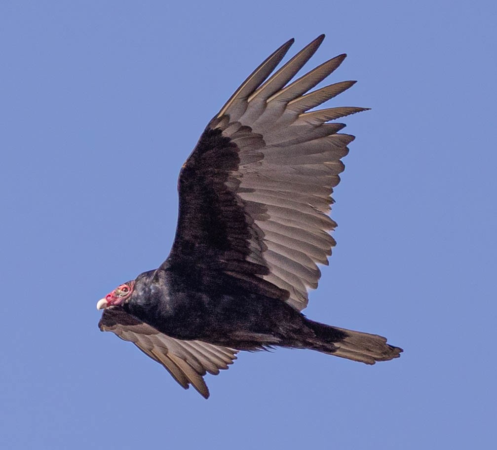 Turkey Vulture - ML318808611