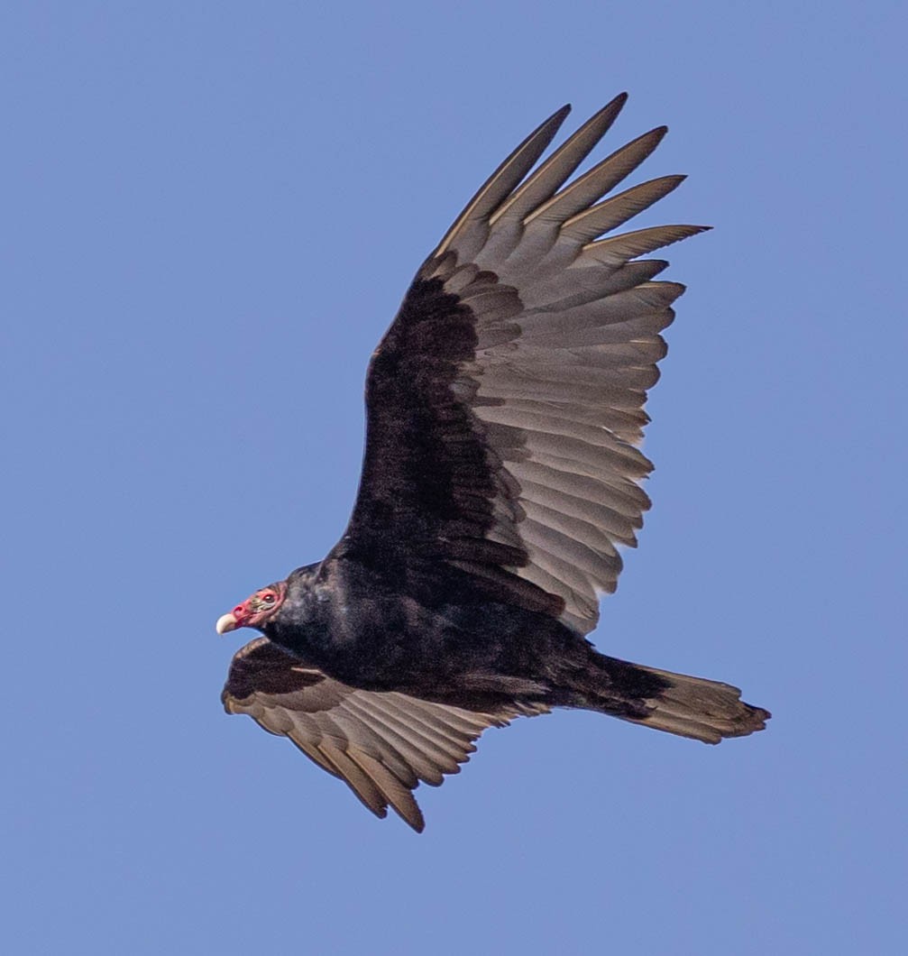 Turkey Vulture - Robert Bochenek