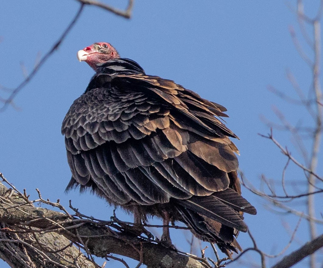 Turkey Vulture - ML318808651