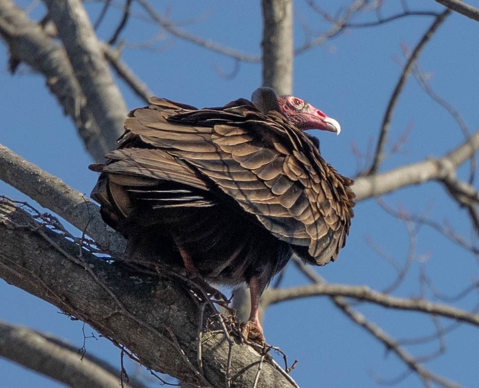 Turkey Vulture - ML318808661