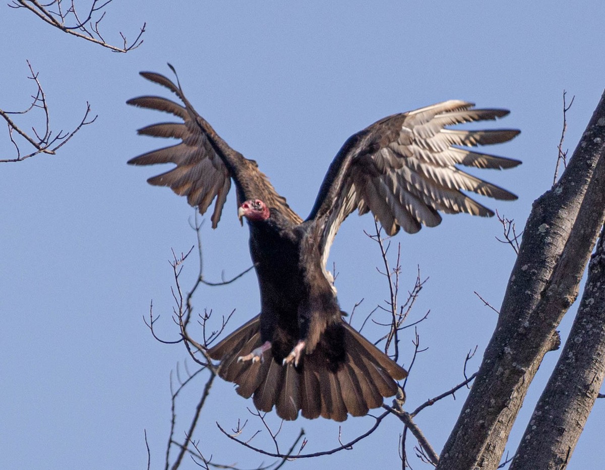 Turkey Vulture - ML318808671